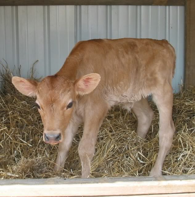 Our calf - Cattle
