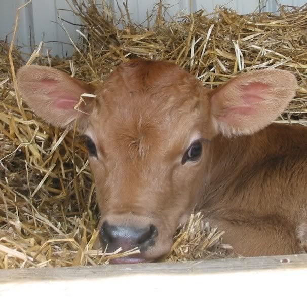 Our calf - Cattle