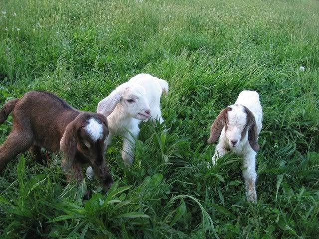 Pictures Of The Kids - Goats