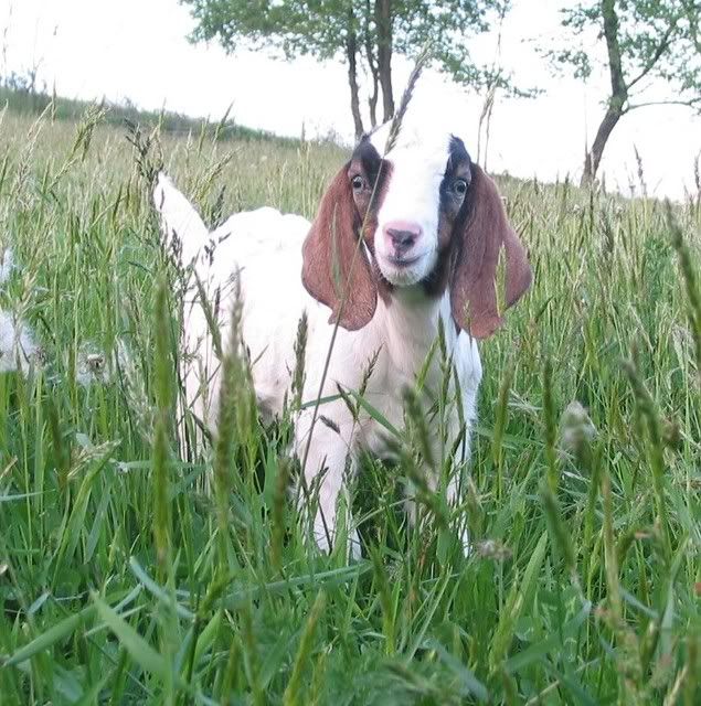 Pictures Of The Kids - Goats