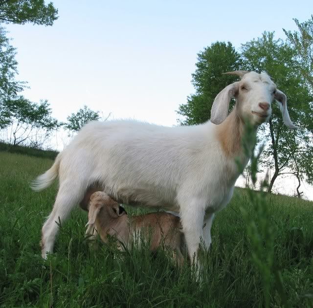 Pictures Of The Kids - Goats