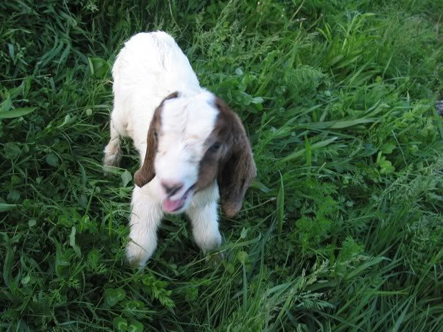Pictures Of The Kids - Goats