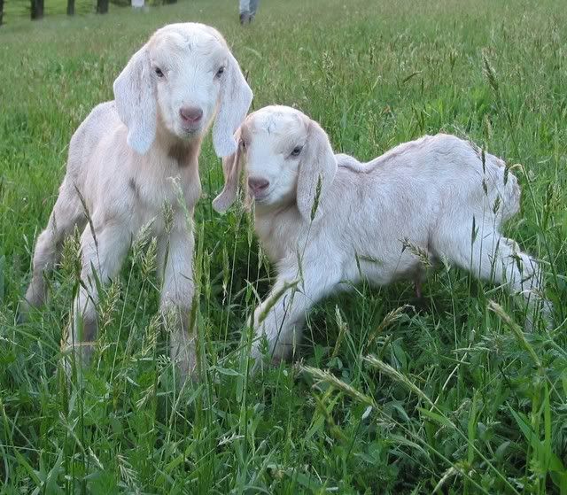 Pictures Of The Kids - Goats