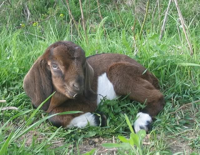 Pictures Of The Kids - Goats