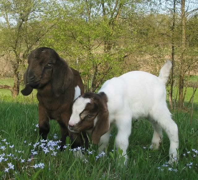 Pictures Of The Kids - Goats