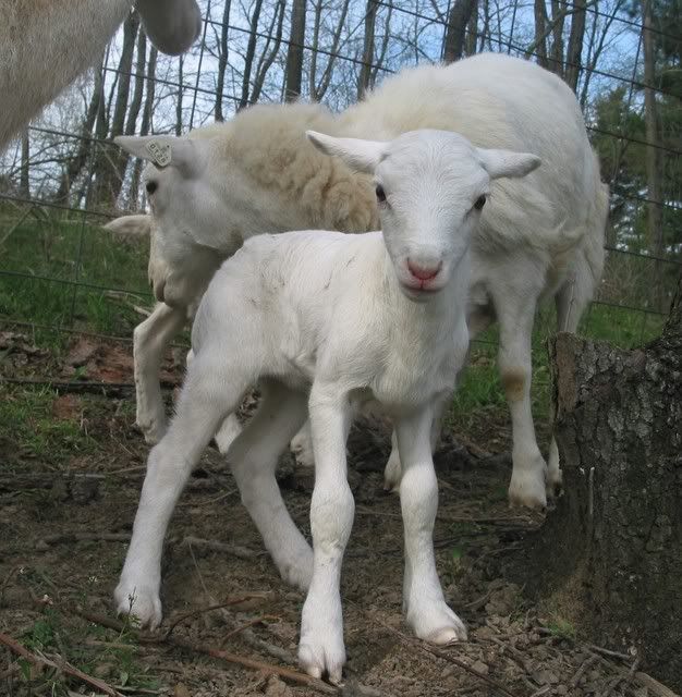 Baby Lambs - Sheep