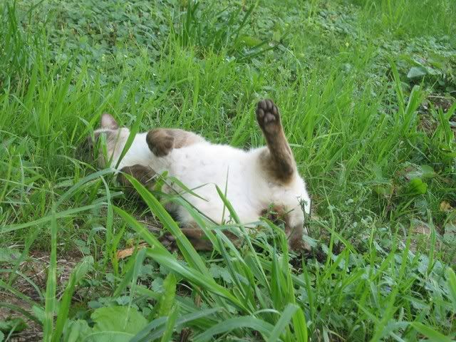 Boots The Cat - Working and Companion Animals