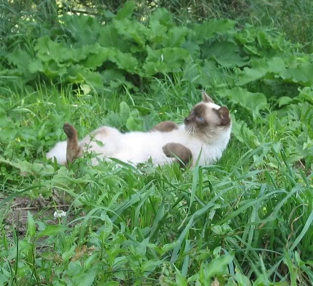 Boots The Cat - Working and Companion Animals