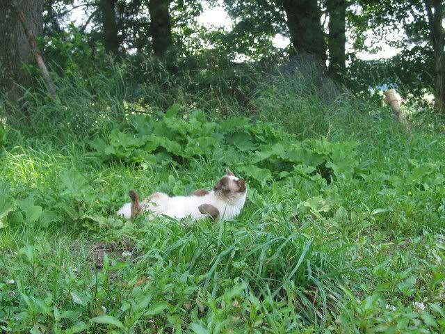 Boots The Cat - Working and Companion Animals