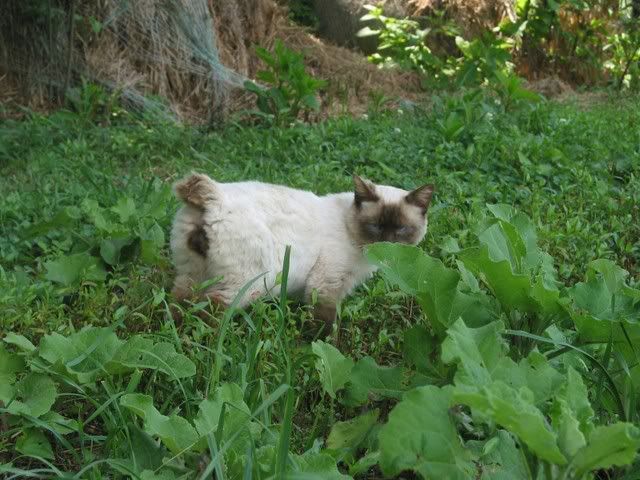 Boots The Cat - Working and Companion Animals