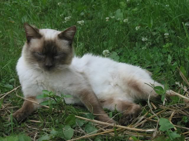 Boots The Cat - Working and Companion Animals