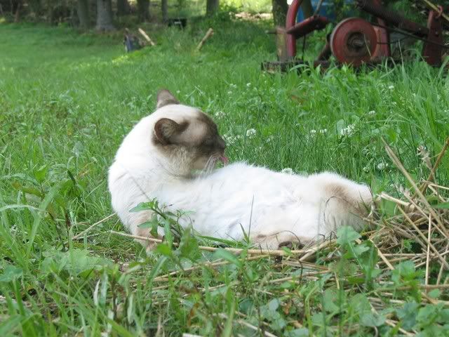 Boots The Cat - Working and Companion Animals