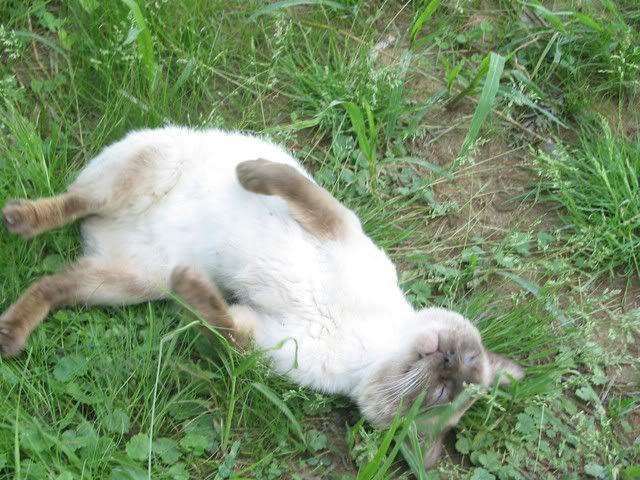 Boots The Cat - Working and Companion Animals