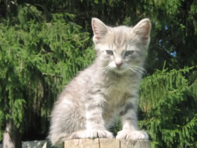 Boots The Cat - Working and Companion Animals