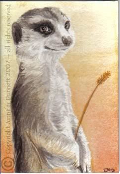 meerkat painting aceo art card