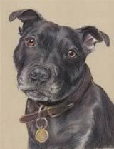 Staffordshire bull terrier pastel portrait