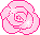 rose Pictures, Images and Photos