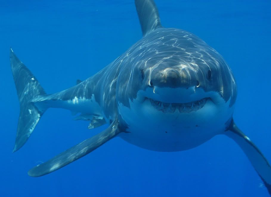 shark Pictures, Images and Photos