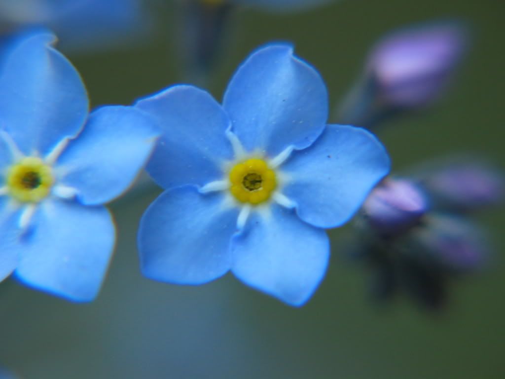 forget-me-nots (courtesy:wikipedia)