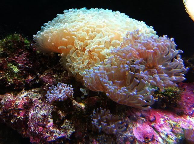 corals2.jpg