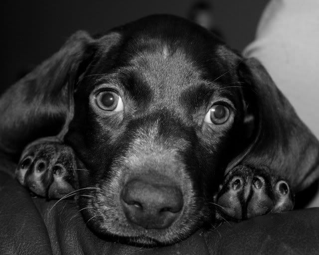 My German Shorthair Pointer Sasami