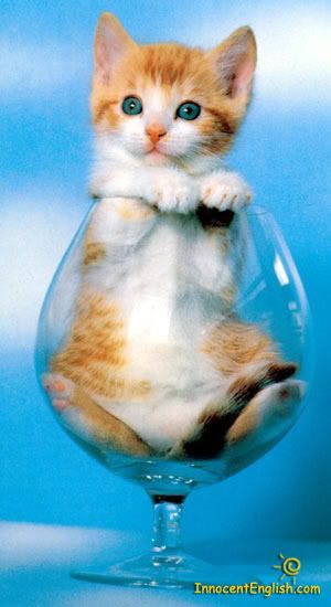 [Image: cute-kittens-pic51.jpg]