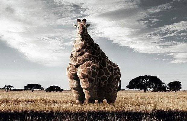 MCDONALDSHASREACHEDAFRICA.jpg MCDONALDS HAS REACHED AFRICA image by tlc6159