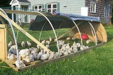 The Deliberate Agrarian: Talkn’ Bout My Chicken Tractor (Part 2)