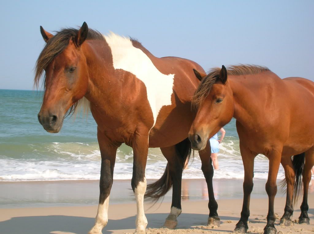 today at the beach with the assategue ponies