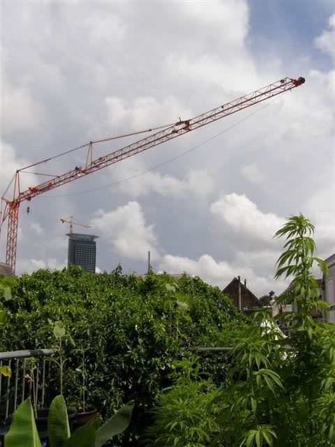 020707craneoverterrace1.jpg