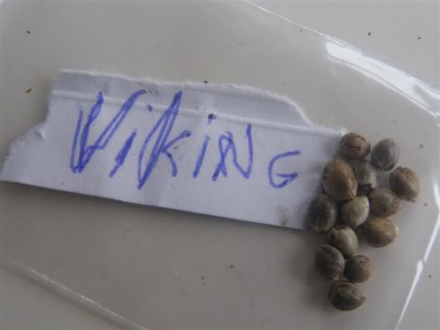 040807Viking.jpg