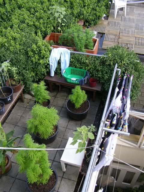 050707plantsandlaundrey.jpg