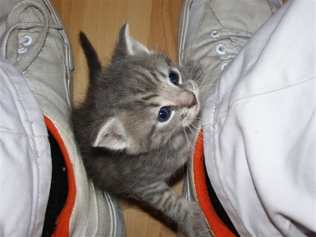 070607littlekittenbetweenfeet.jpg