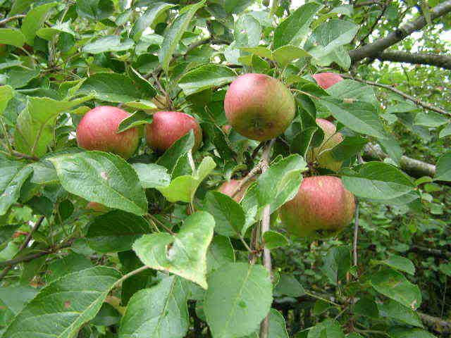 100807apples.jpg