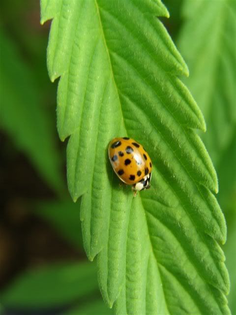 110607Ladybug.jpg