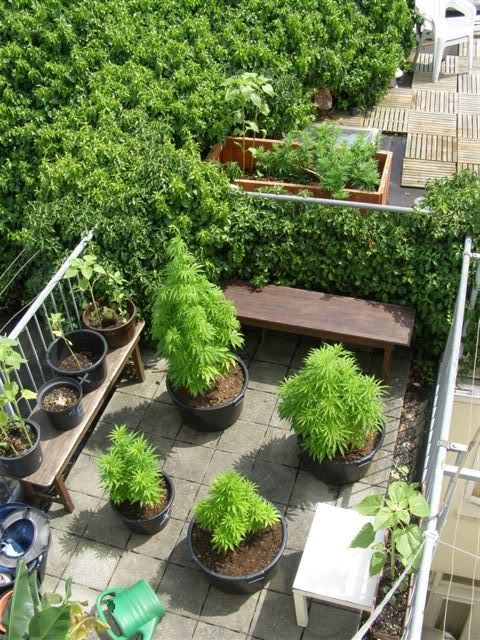 220607totalterraceandplants.jpg