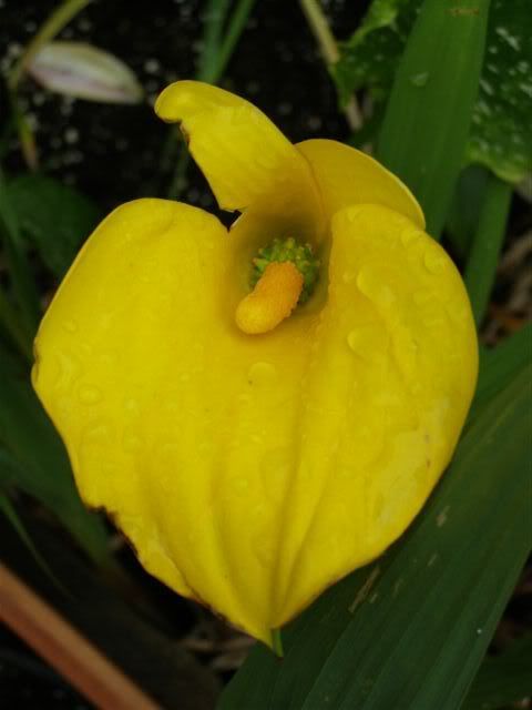 300607yellowflowerwithwaterdrop.jpg