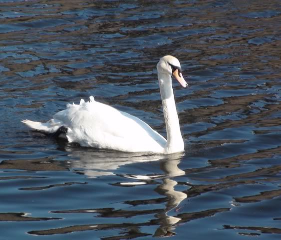 010409Swan.jpg