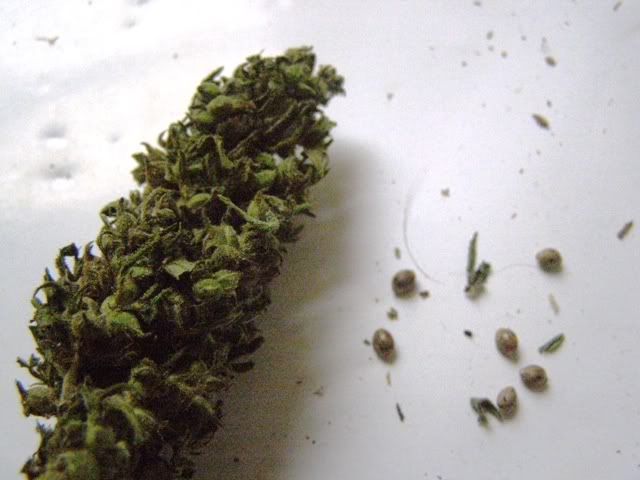 011007GreenAmbassadorandseeds.jpg