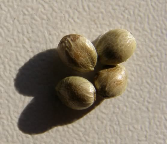 020308PurplePeaceseedsEsben.jpg