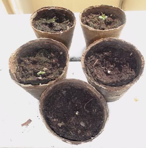 020409totalSprouts.jpg