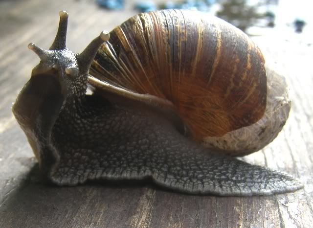 030608snail.jpg