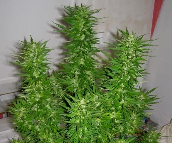 030907FlashedGA.6weeksflowering.jpg