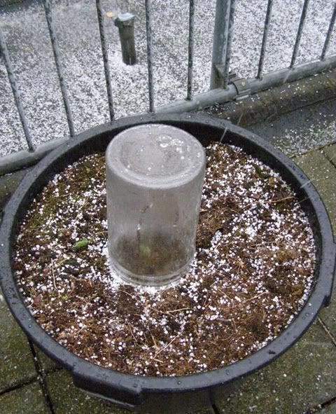 040308Totalpotwithplantinhail.jpg