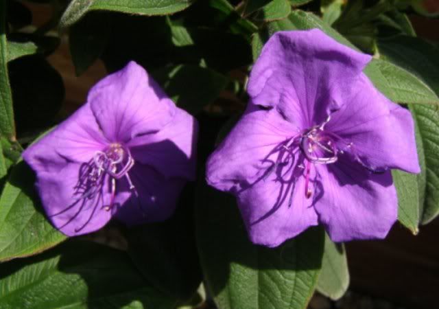 040708purpleflower.jpg