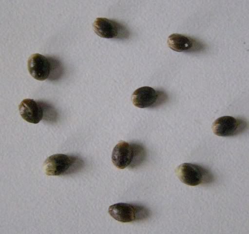 041007AfghanPeaceseeds.jpg