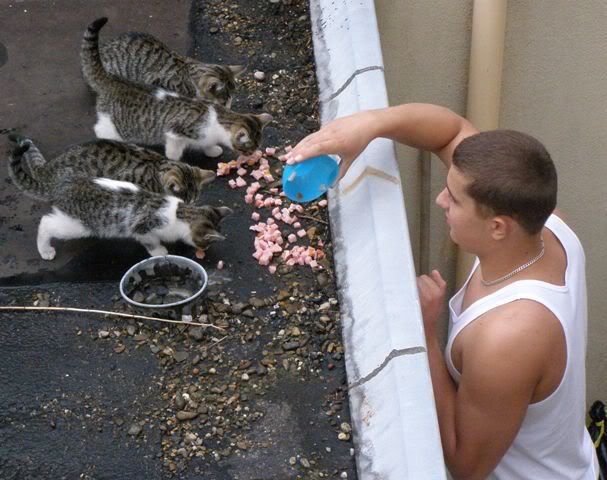 050708neighbourfeedingkittens1.jpg