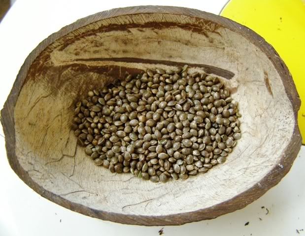 051107PurpureaPrincessseedsinCoconu.jpg