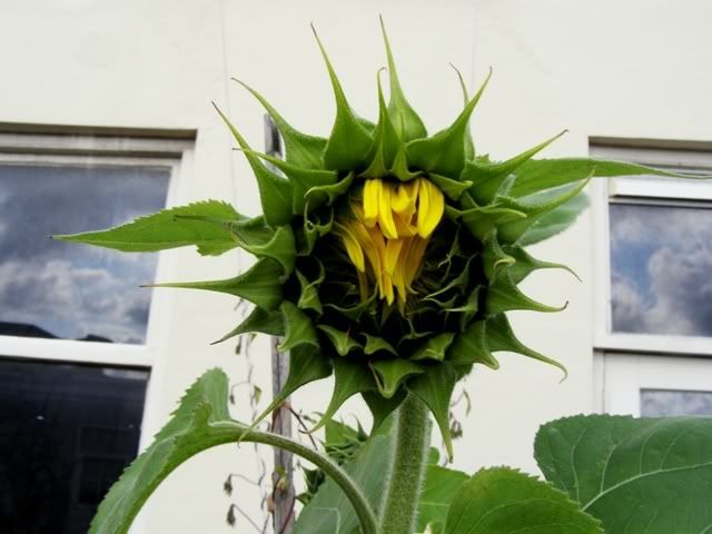 060908sunflowerclose.jpg