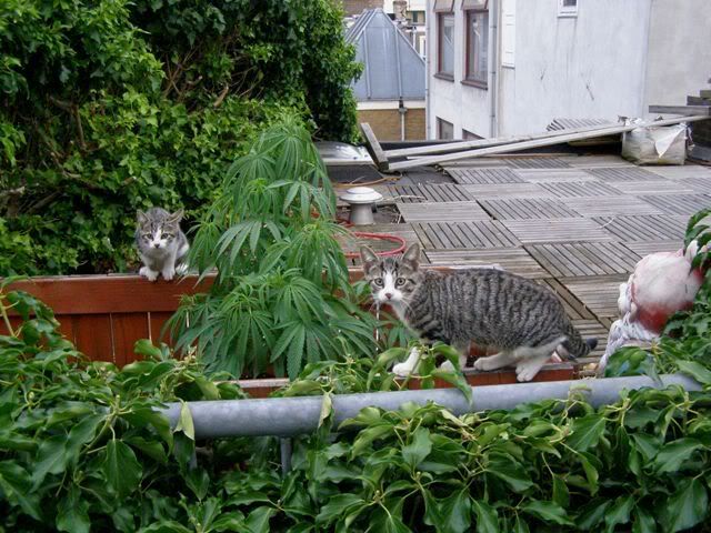 070708kittensnearHaze.jpg